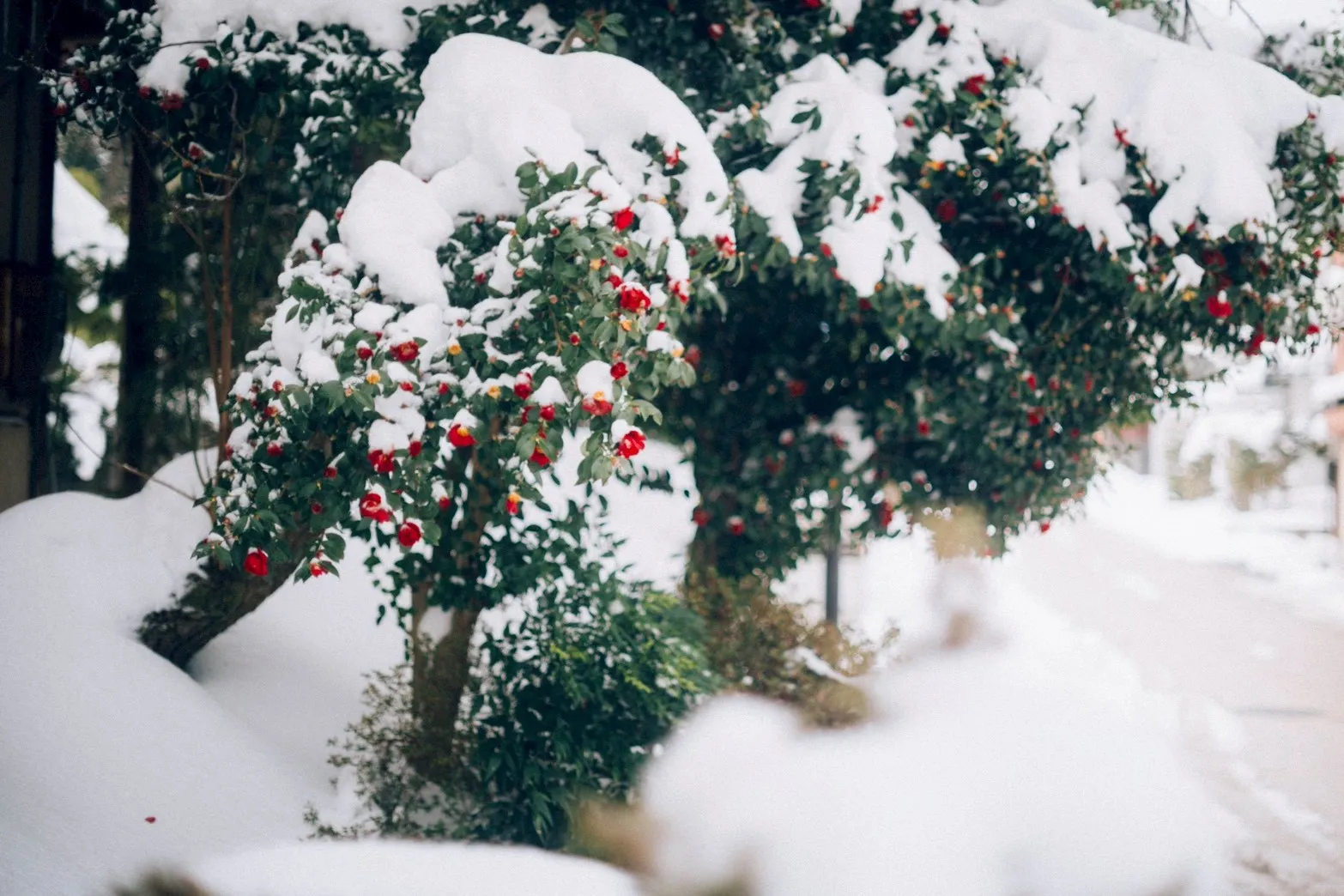 雪に咲く椿の花
