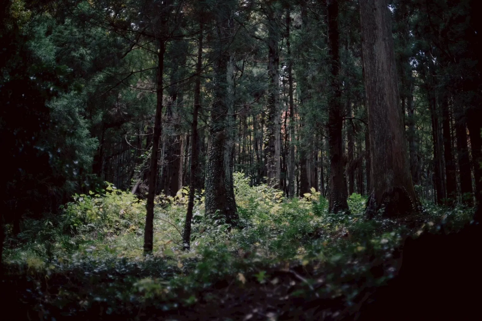 月岡の森の風景