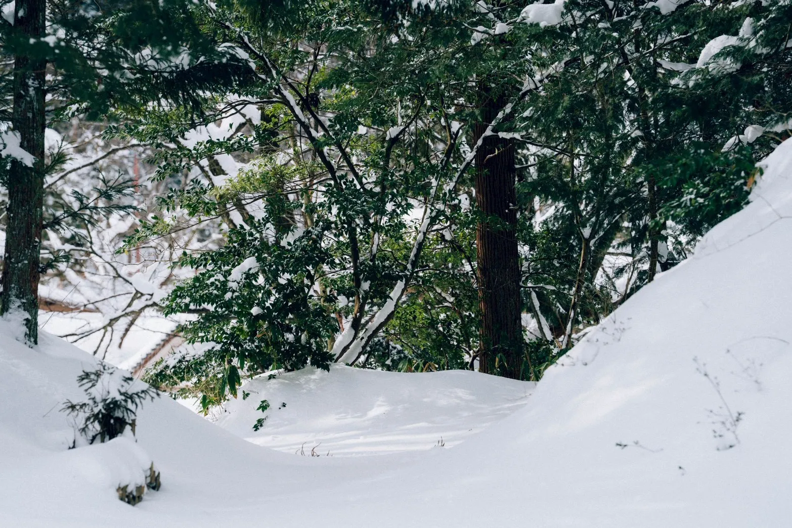 深雪の森と常緑樹