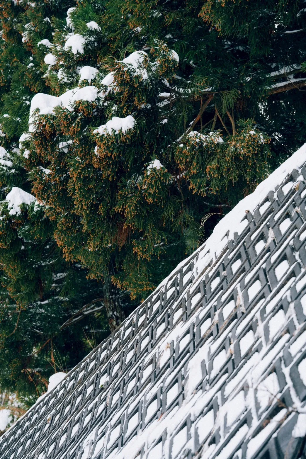 雪化粧の屋根と針葉樹